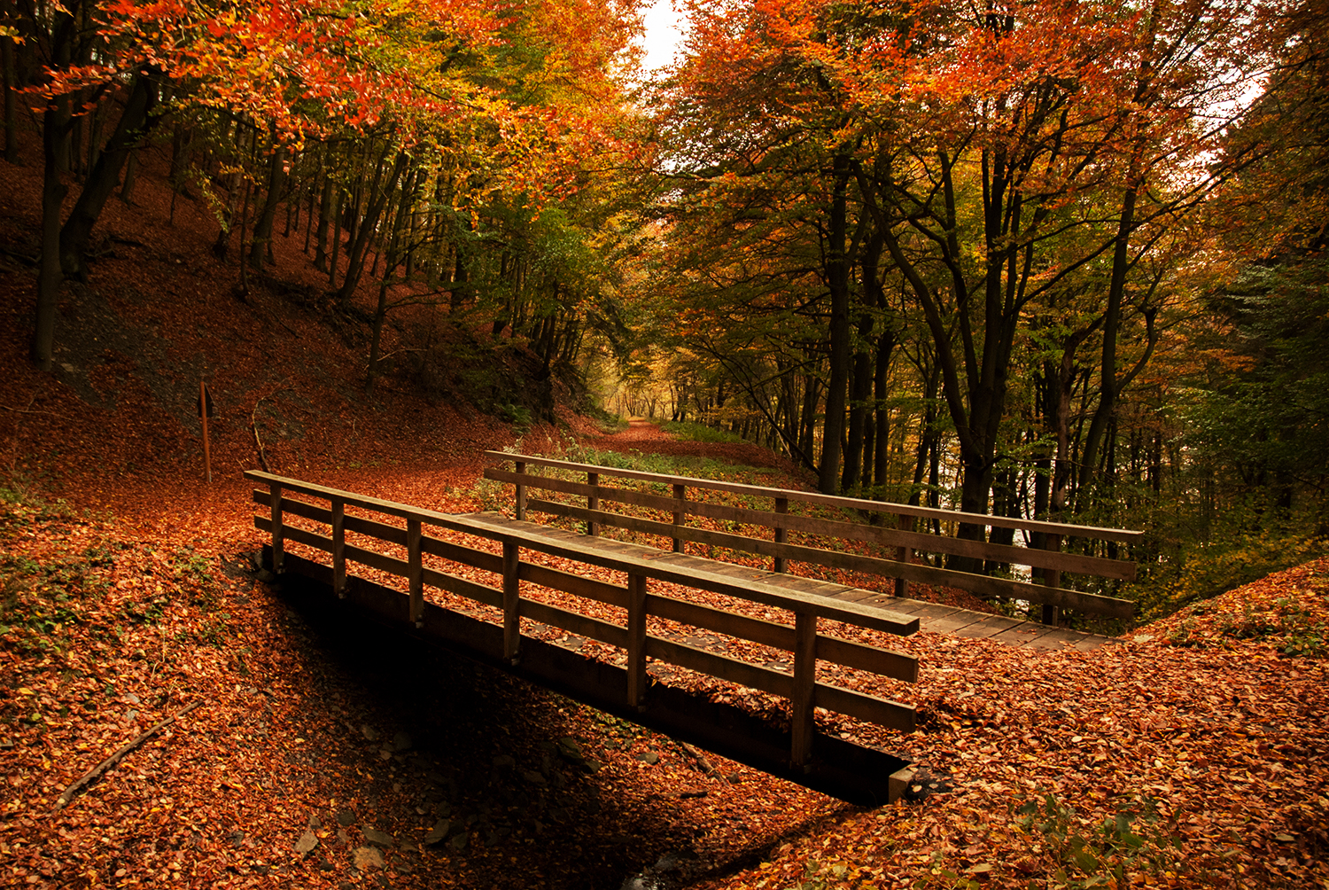 Bruecke Herbst Wald.jpg